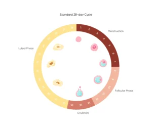A TCM Guide to the Luteal Phase